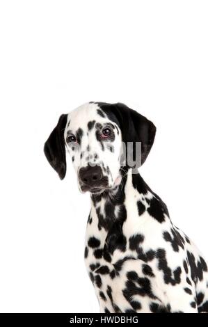 Dalmatiner (Canis Lupus Familiaris) Stockfoto