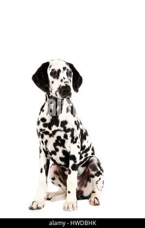 Dalmatiner (Canis Lupus Familiaris) Stockfoto