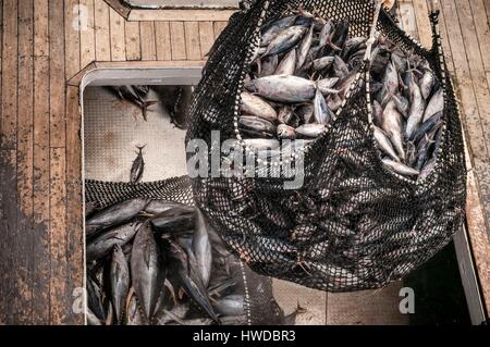 Seychellen, Indischer Ozean, Mahe Island, Victoria, Trap voller Thunfisch Beladung an Bord einer cargo Frachter im Hafen von Victoria, dem ersten Thunfisch umladen Port im Indischen Ozean Stockfoto
