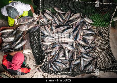 Seychellen, Indischer Ozean, Mahe Island, Victoria, Trap voller Thunfisch Beladung an Bord einer cargo Frachter im Hafen von Victoria, dem ersten Thunfisch umladen Port im Indischen Ozean Stockfoto