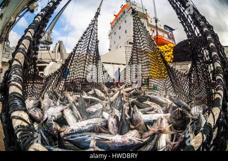 Seychellen, Indischer Ozean, Mahe Island, Victoria, Trap voller Thunfisch beladen an Bord einer cargo Frachter im Hafen von Victoria, dem ersten Thunfisch umladen Port in den Indischen Ozean, Kreative, HERR - PR-Nr. Stockfoto