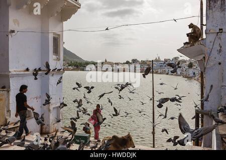 Indien, Rajasthan, Pushkar, Flug von Tauben direkt am See Stockfoto