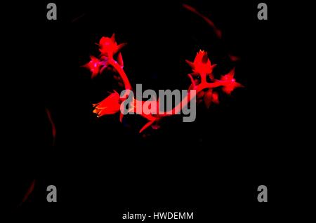 Echeveria blüht leuchtend rosa Stockfoto