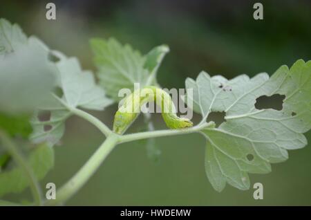 Kohl-weiße Raupe Essen Katzenminze lässt Stockfoto