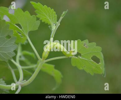 Kohl-weiße Raupe Essen Katzenminze lässt Stockfoto