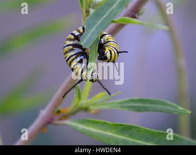 Monarch Raupe um Wolfsmilch Blätter essen gierig gewellt Stockfoto