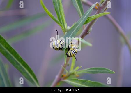 Monarch Raupe um Wolfsmilch Blätter essen gierig gewellt Stockfoto