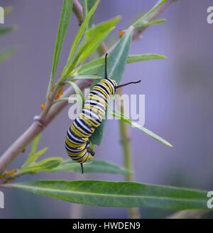 Monarch Raupe um Wolfsmilch Blätter essen gierig gewellt Stockfoto