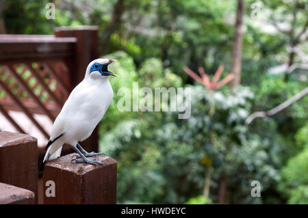 Bali myna Bird an der Edward youde Voliere, Hong Kong Park Stockfoto