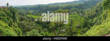 Reisfelder in der Nähe von Senaru Panorama, Lombok, Indonesien Stockfoto