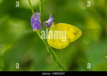 Eurema Brigitta, kleine Rasen gelben Schmetterling in Senaru, Lombok, Indonesien Stockfoto