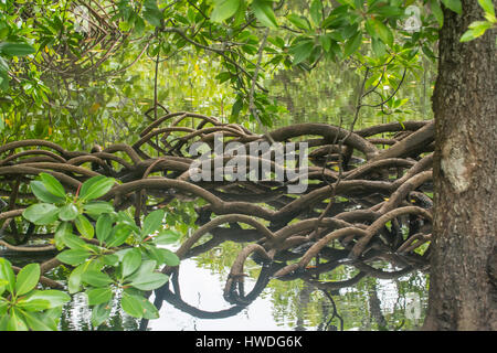 Mangroven auf Pulau Sulat, Lombok, Indonesien Stockfoto