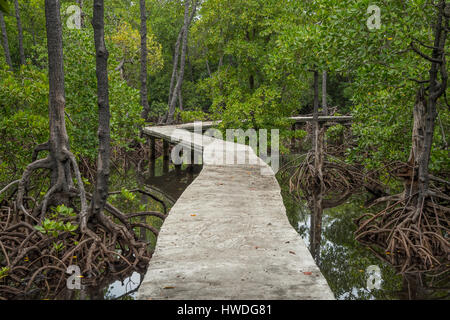 Promenade in der Mangroven auf Pulau Sulat, Lombok, Indonesien Stockfoto