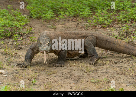 Komodo-Waran, Varanus Komodoensis auf Rinca Island, Indonesien Stockfoto
