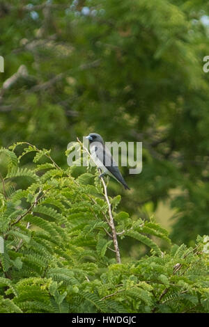 Weißer-breasted Woodswallow, Artamus Leucorynchus auf Rinca Island, Indonesien Stockfoto