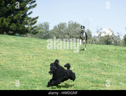 Verspielte schwarze Zwergpudel und Saluki (persischer Windhund) laufen und spielen auf dem Rasen außerhalb Stockfoto