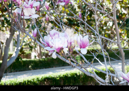 Magnolie (Magnolia X loebneri 'Merrill') Blüten. Fotografiert im Parque del Buen Retiro, Madrid, Spanien Stockfoto