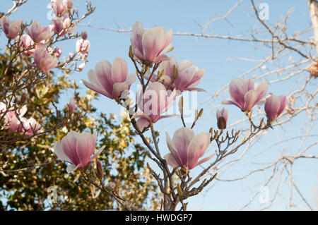 Magnolie (Magnolia X loebneri 'Merrill') Blüten. Fotografiert im Parque del Buen Retiro, Madrid, Spanien Stockfoto