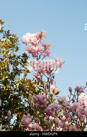 Magnolie (Magnolia X loebneri 'Merrill') Blüten. Fotografiert im Parque del Buen Retiro, Madrid, Spanien Stockfoto