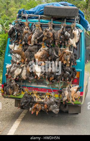 Mobile Live Huhn Shop in der Nähe von Kelimutu, Flores, Indonesien Stockfoto