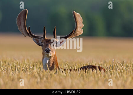 Damhirsch (Dama Dama) Bock mit Geweih aus samt im Weizenfeld im Sommer bedeckt Stockfoto