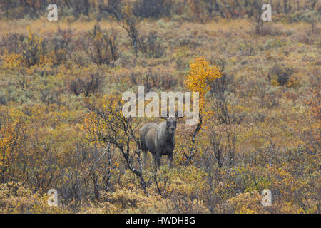 Junger Stier Elch (Alces Alces) mit kleinen Geweih auf Nahrungssuche in Heide im Herbst, Scandinavia Stockfoto
