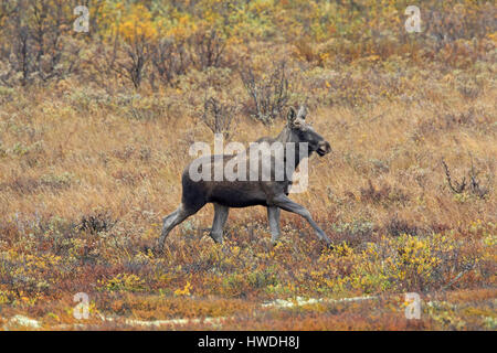 Junger Stier Elch (Alces Alces) mit kleinen Geweih auf Nahrungssuche in Heide im Herbst, Scandinavia Stockfoto