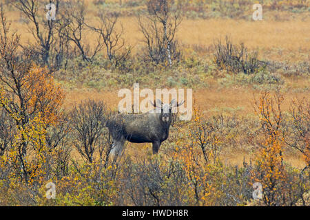 Junger Stier Elch (Alces Alces) mit kleinen Geweih auf Nahrungssuche in Heide im Herbst, Scandinavia Stockfoto