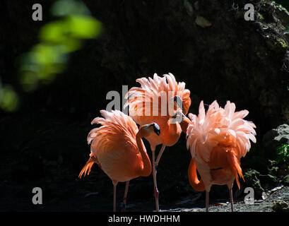 Drei Flamingos Kampf um Territorium Stockfoto