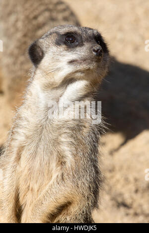 Erdmännchen oder Suricate (Suricata Suricatta). "Sie haben etwas gesagt?"  Alle Sinne alarmiert. Porträt. Stockfoto