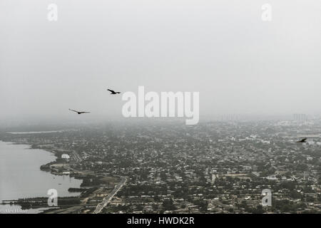 Falken fliegen hoch über der Stadt Cartagena, Kolumbien. Stockfoto