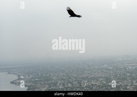 Falken fliegen hoch über der Stadt Cartagena, Kolumbien. Stockfoto