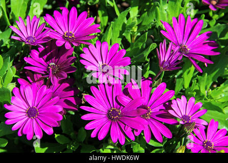 Blumen-lila Osteospermum Gänseblümchen Stockfoto