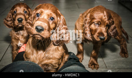 Drei sechs Wochen alten Irish Red Setter Welpen Stockfoto