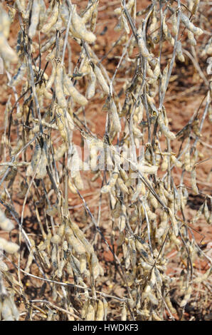 Sojabohnen zur Ernte bereit. Anbau von Sojabohnen mit Reife Körner, Schoten trocknen und trockene Zweige. Stockfoto