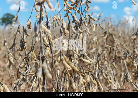 Sojabohnen zur Ernte bereit. Anbau von Sojabohnen mit Reife Körner, Schoten trocknen und trockene Zweige. Stockfoto