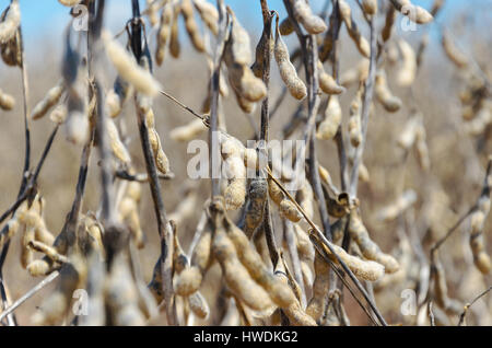 Sojabohnen zur Ernte bereit. Anbau von Sojabohnen mit Reife Körner, Schoten trocknen und trockene Zweige. Stockfoto