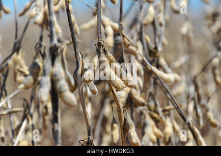 Sojabohnen zur Ernte bereit. Anbau von Sojabohnen mit Reife Körner, Schoten trocknen und trockene Zweige. Stockfoto