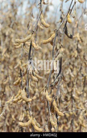 Sojabohnen zur Ernte bereit. Anbau von Sojabohnen mit Reife Körner, Schoten trocknen und trockene Zweige. Stockfoto
