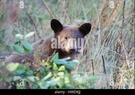 Eine Jährling schwarz Bärenjunges (Ursus Americanus), Nord Amerika Stockfoto