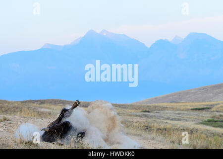 Ein Bull-Bison (Bos Bison) wälzt sich im Staub während des Sommers Paarung Trott, Nordamerika Stockfoto