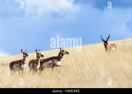 Ein Bock Gabelbock (Antilocapra Americana) wacht über eine Band tut während Thr Herbst Paarung Trott, Nordamerika Stockfoto