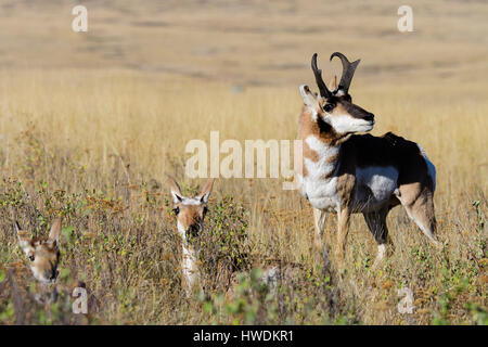 Ein Bock Gabelbock (Antilocapra Americana) starrt hinunter einen potenziellen Partner in der Herbst-Brunft, Nordamerika Stockfoto