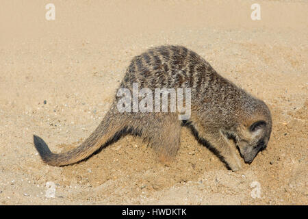 Erdmännchen oder Suricate (Suricata Suricatta). Verwenden Vorderbeine in den Sand zu graben. Stockfoto