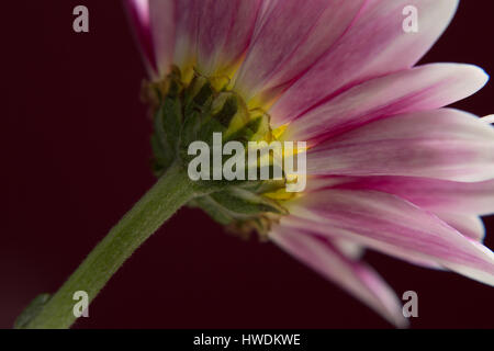 Rosa Gänseblümchen Stockfoto