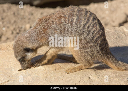 Erdmännchen (Suricata Suricatta). Neugierig und wissbegierig. Untersuchen ein Loch im Felsen. Heimisch in den Wüsten von Südwesten Afrikas. Stockfoto