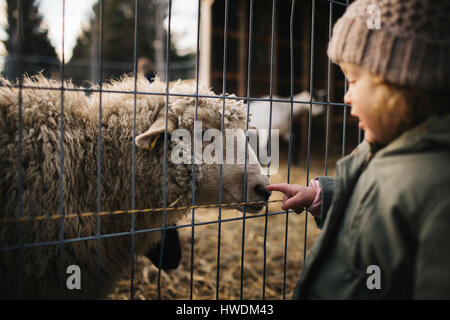 Babymädchen stossen Nase Schafe hinter Zaun Stockfoto