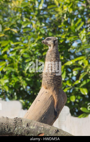 Erdmännchen (Suricata Suricatta). Neugierig und wissbegierig. Heimisch in den Wüsten von Süden und Südwesten Afrikas. Stockfoto