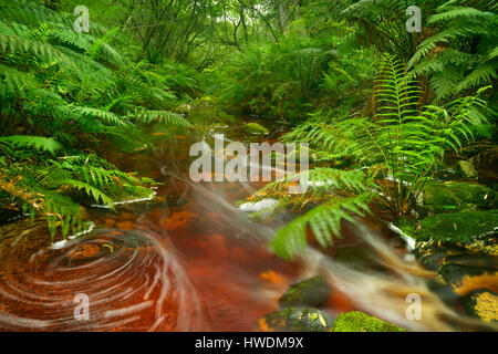 Red River durch üppigen Regenwald in der Garden Route National Park in Südafrika. Stockfoto