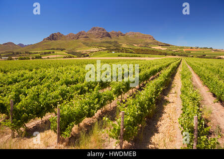 Weinberge mit Bergen im Hintergrund in der Nähe von Stellenbosch in Südafrika. Stockfoto